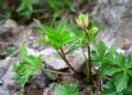 Astrantia minor